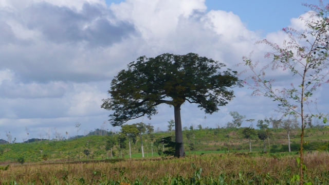 eine Ceiba als einsamer Zeuge einer üppigen Vergangenheit