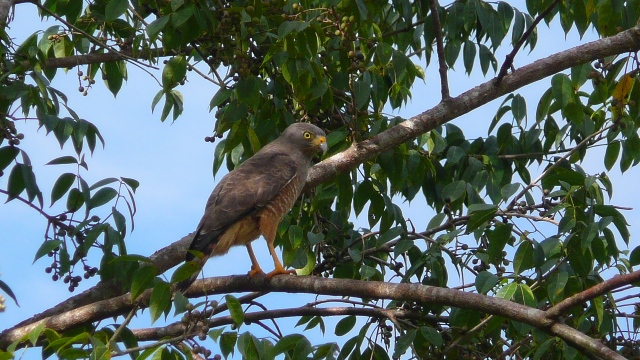 Falco