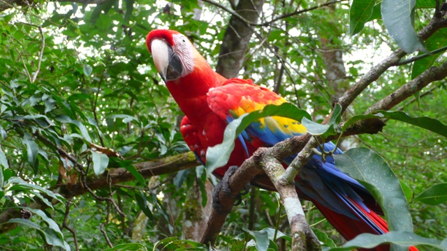 p1090269 der Guacamaya - Symbol Copans